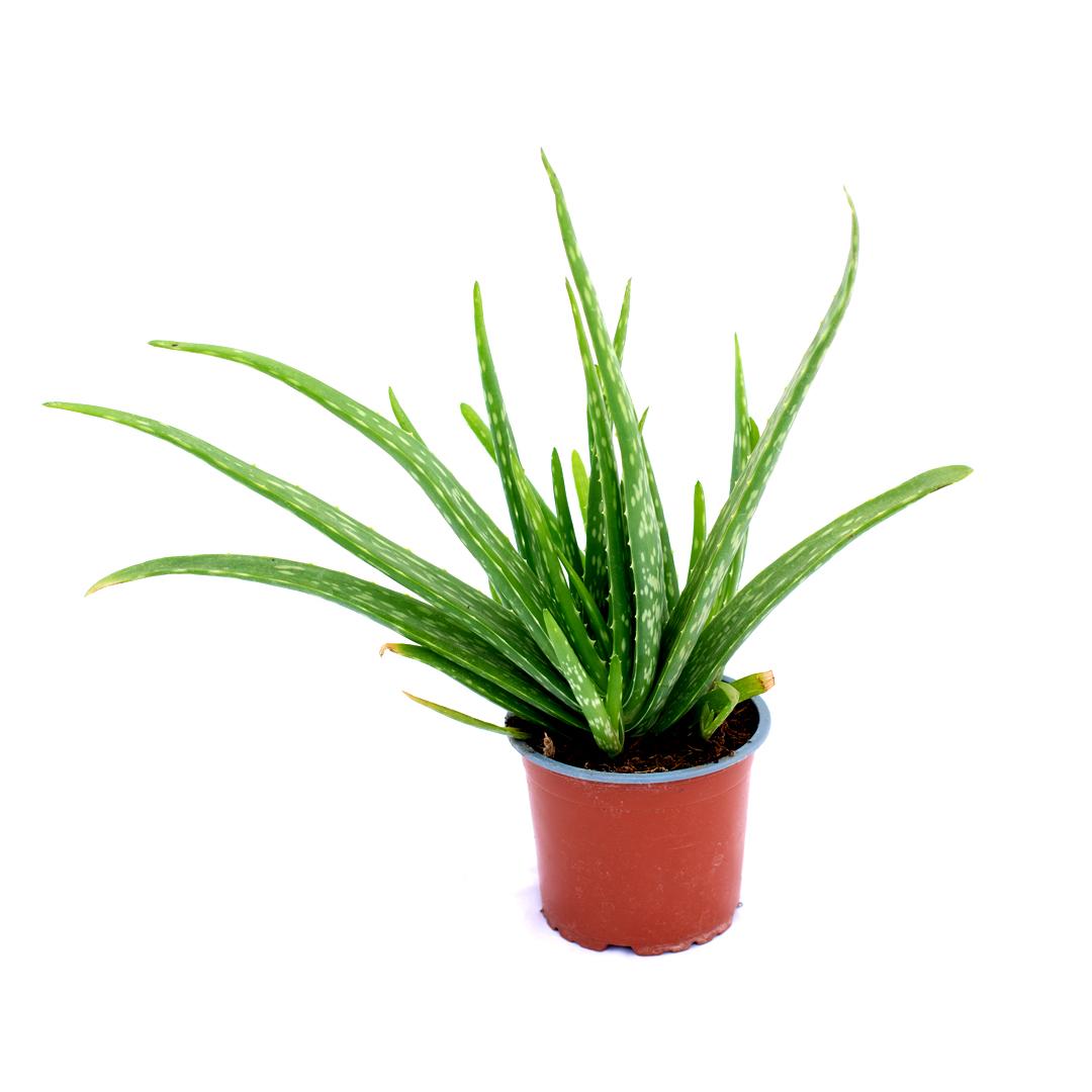 Aloe vera, Verde Sevilla