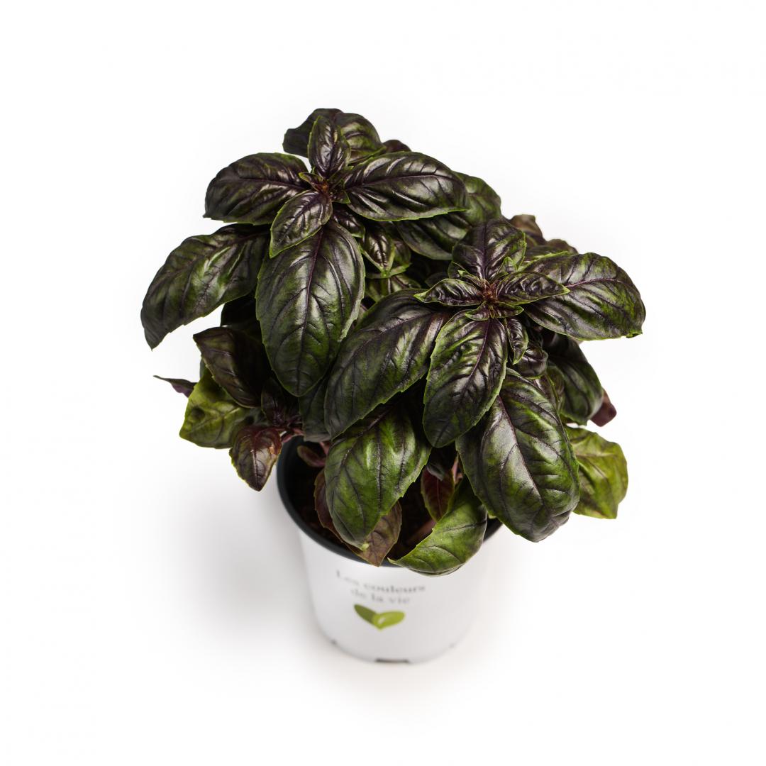 Aromatice busuioc, Rosu tinto