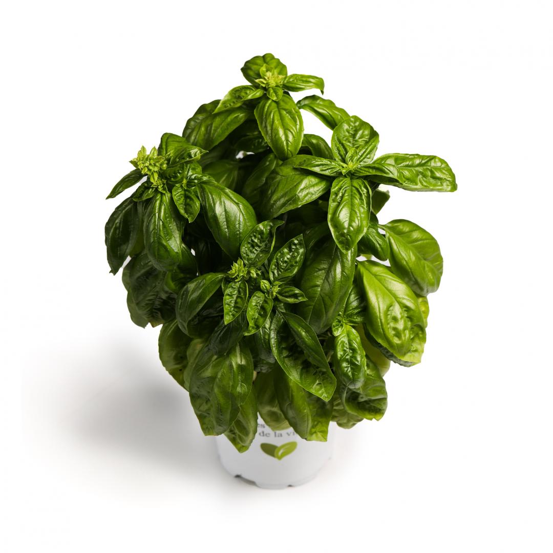 Aromatice busuioc, Verde Sevilla