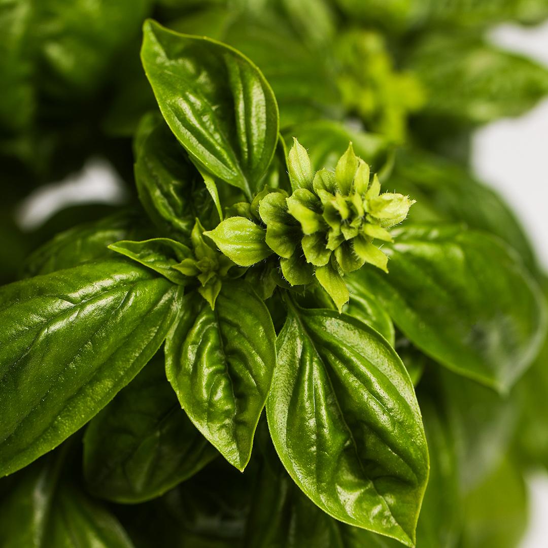 Aromatice busuioc, Verde Sevilla