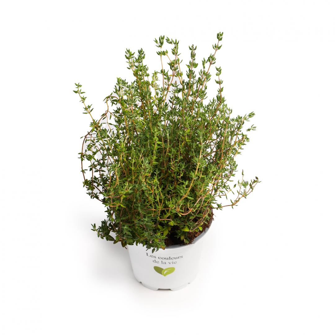 Aromatice cimbru, Verde Sevilla