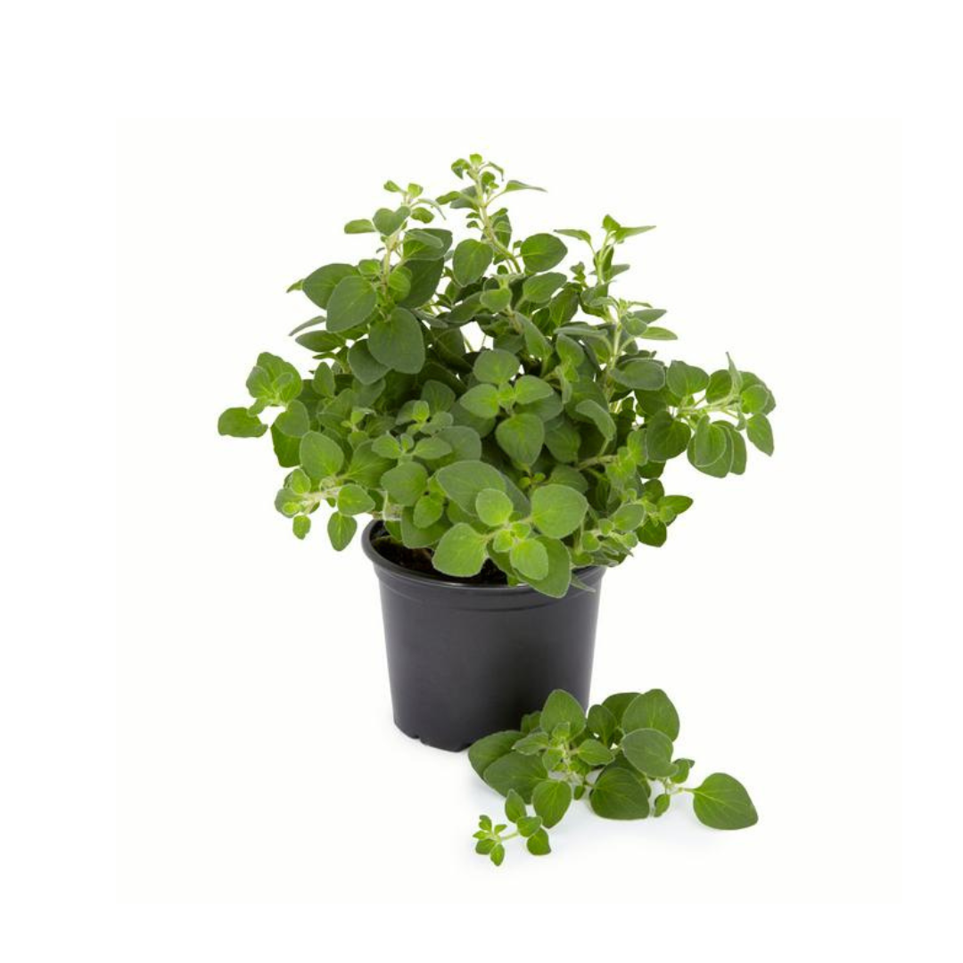 Aromatice oregano, Verde aqua