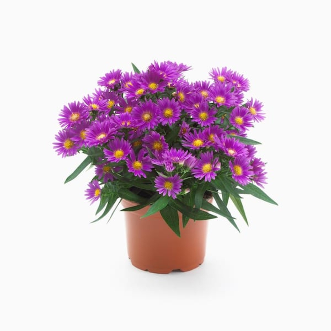 Aster, Roz rosa - - 5946815010702