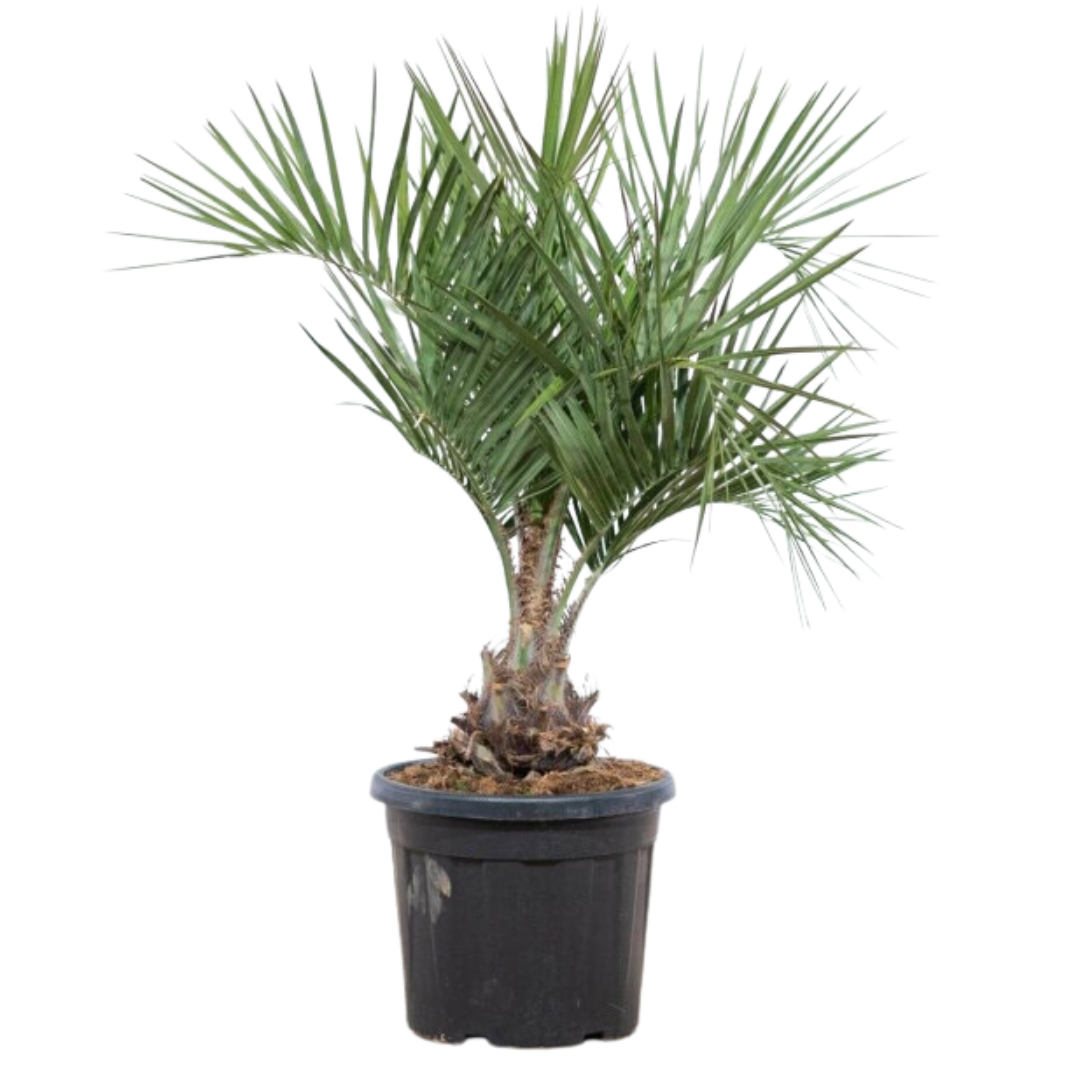 Butia Capitata, Arbor