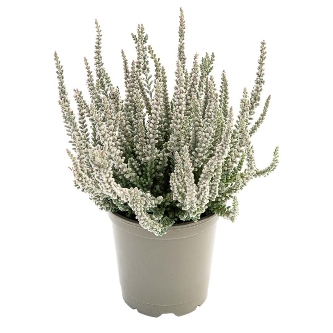 Calluna vulgaris, Galben lemoncitto