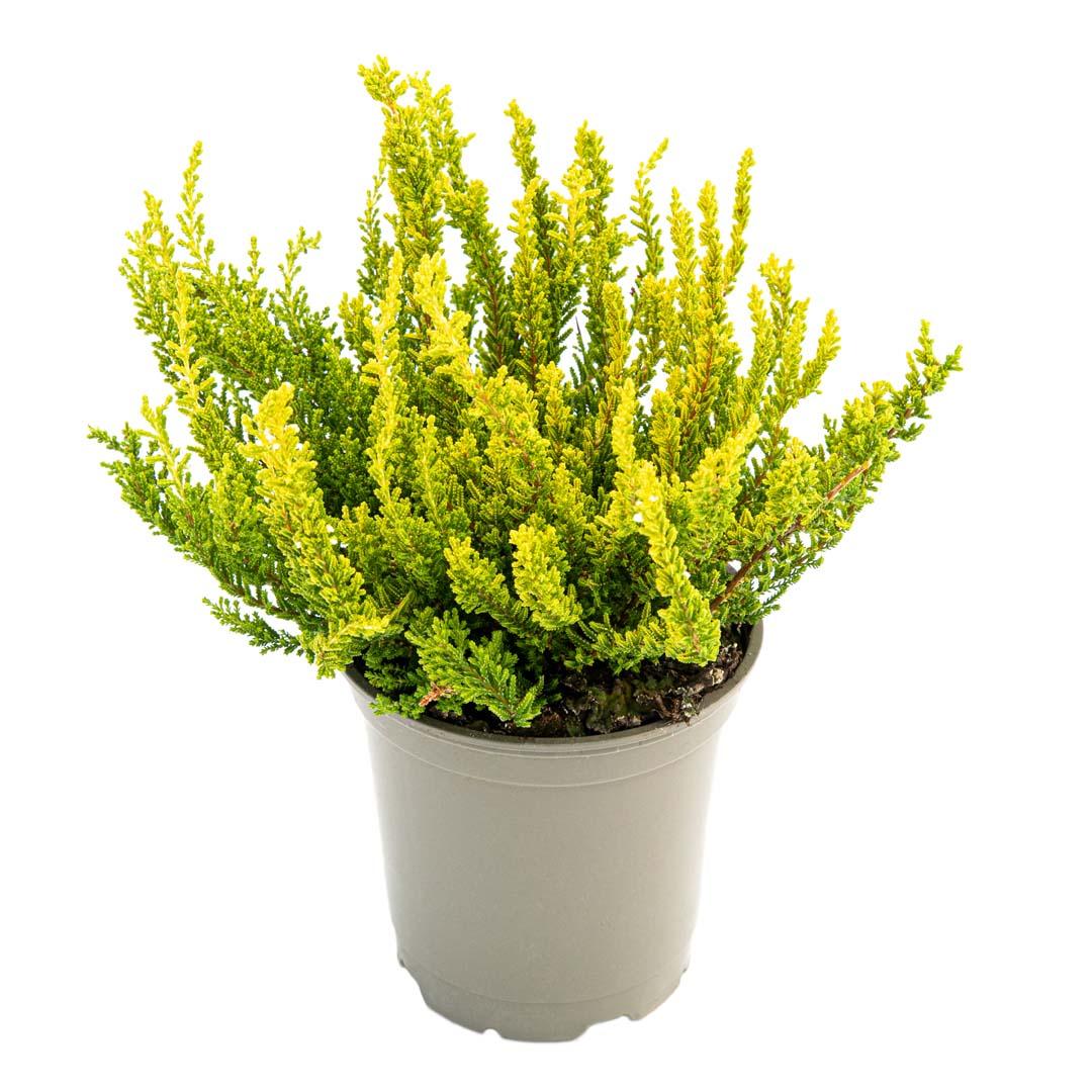 Calluna vulgaris, Galben lemoncitto