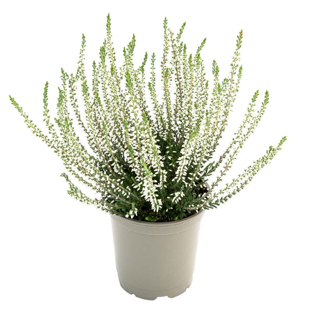 Calluna vulgaris, Galben lemoncitto