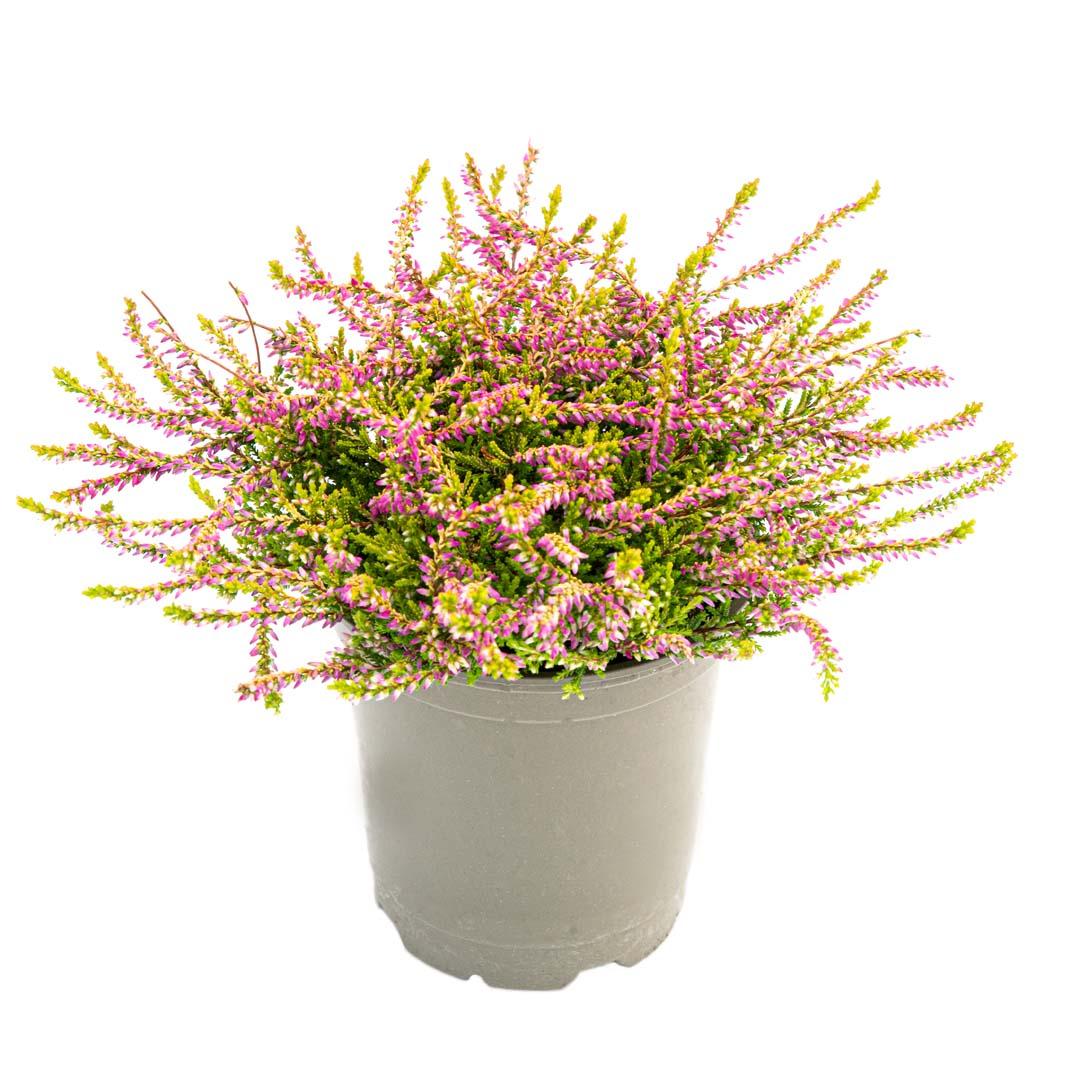 Calluna vulgaris, Galben lemoncitto
