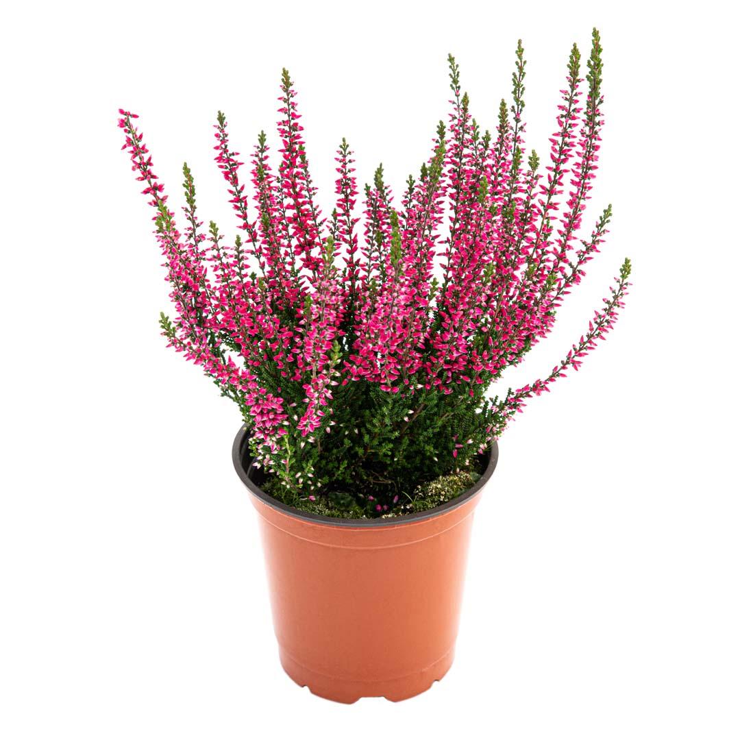 Calluna vulgaris, Galben lemoncitto
