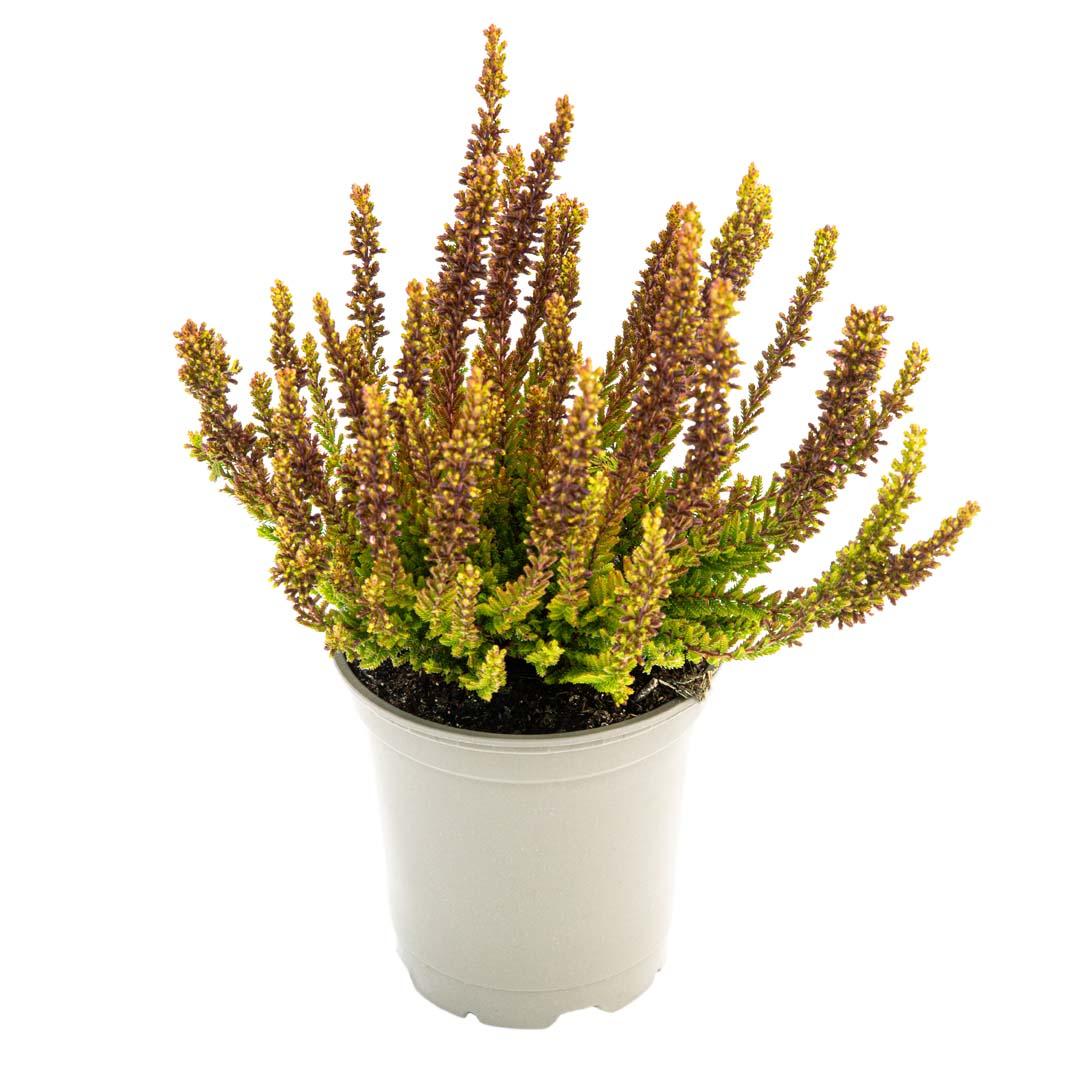 Calluna vulgaris, Galben lemoncitto