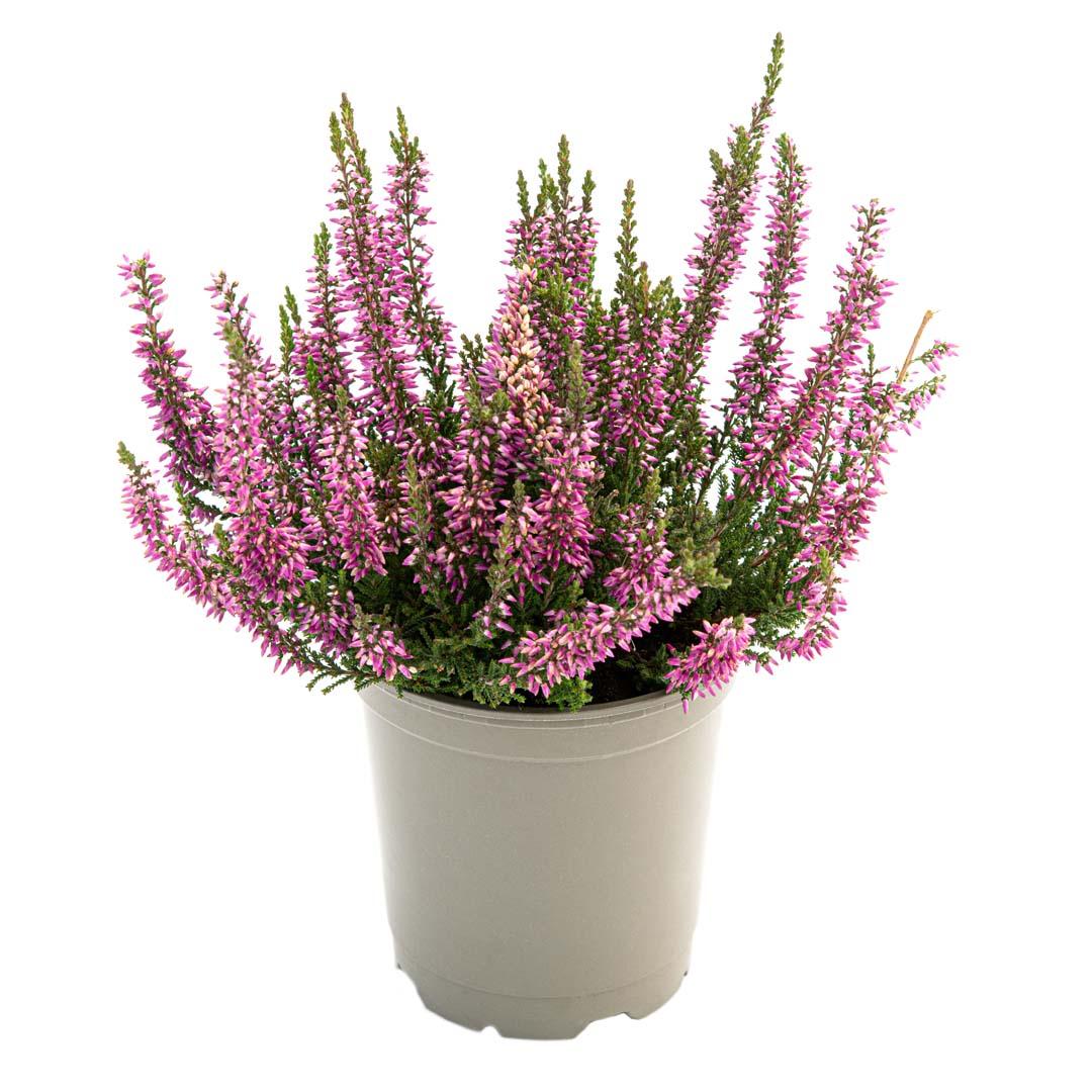 Calluna vulgaris, Galben lemoncitto