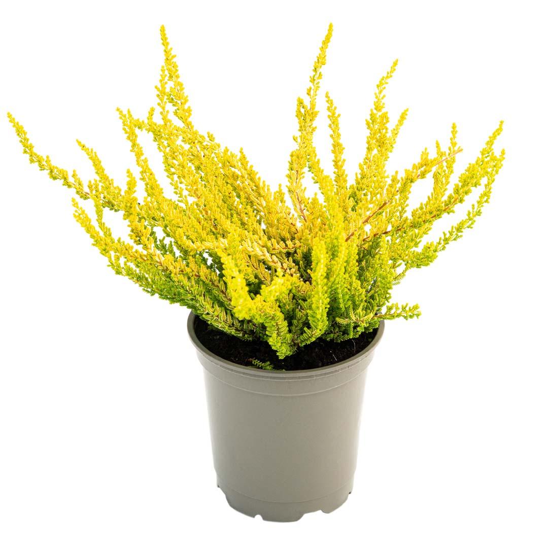 Calluna vulgaris, Galben lemoncitto
