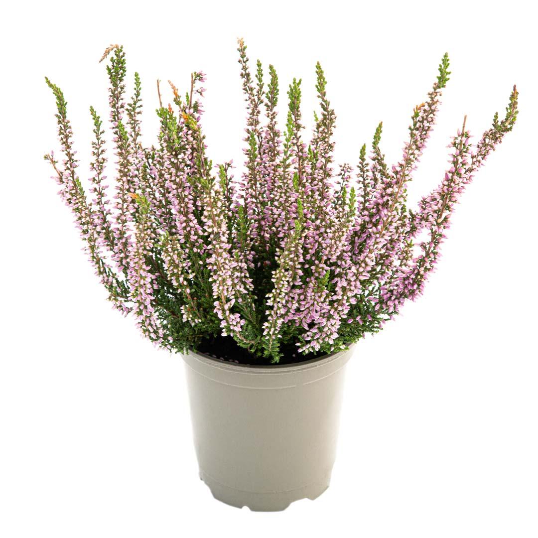 Calluna vulgaris, Galben lemoncitto
