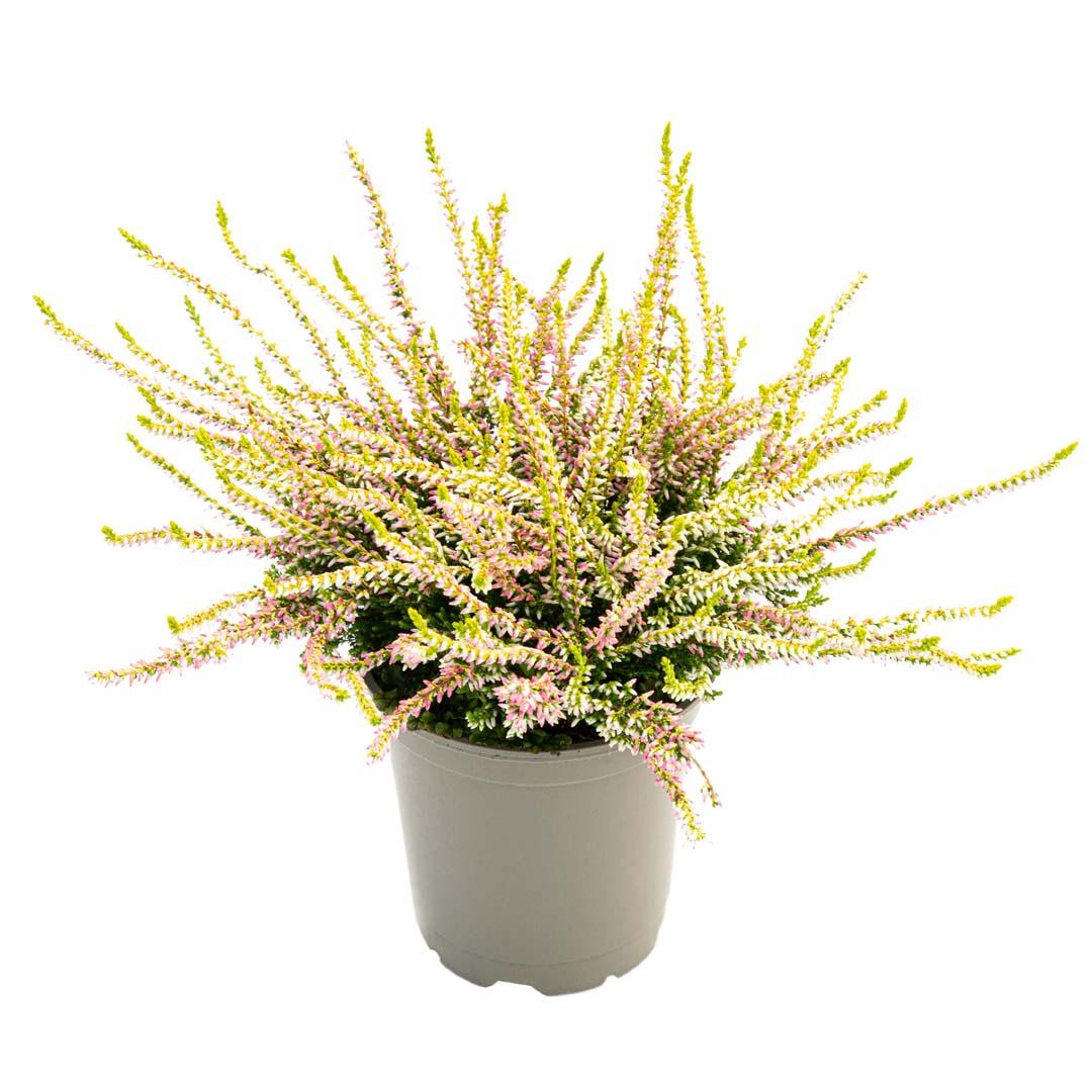 Calluna vulgaris, Galben lemoncitto