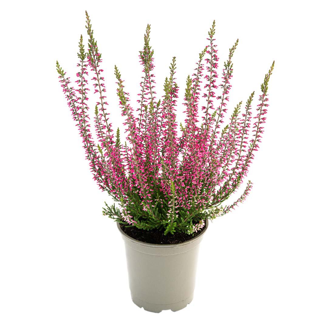 Calluna vulgaris, Galben lemoncitto