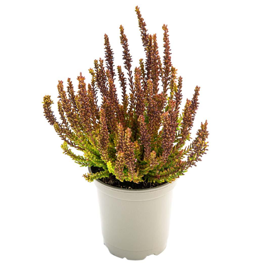 Calluna vulgaris, Galben lemoncitto