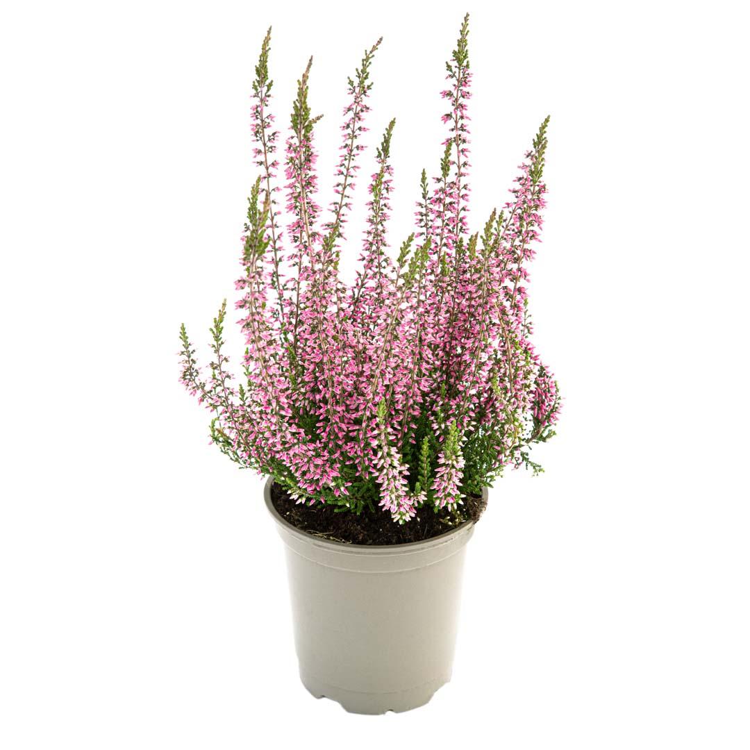 Calluna vulgaris, Galben lemoncitto