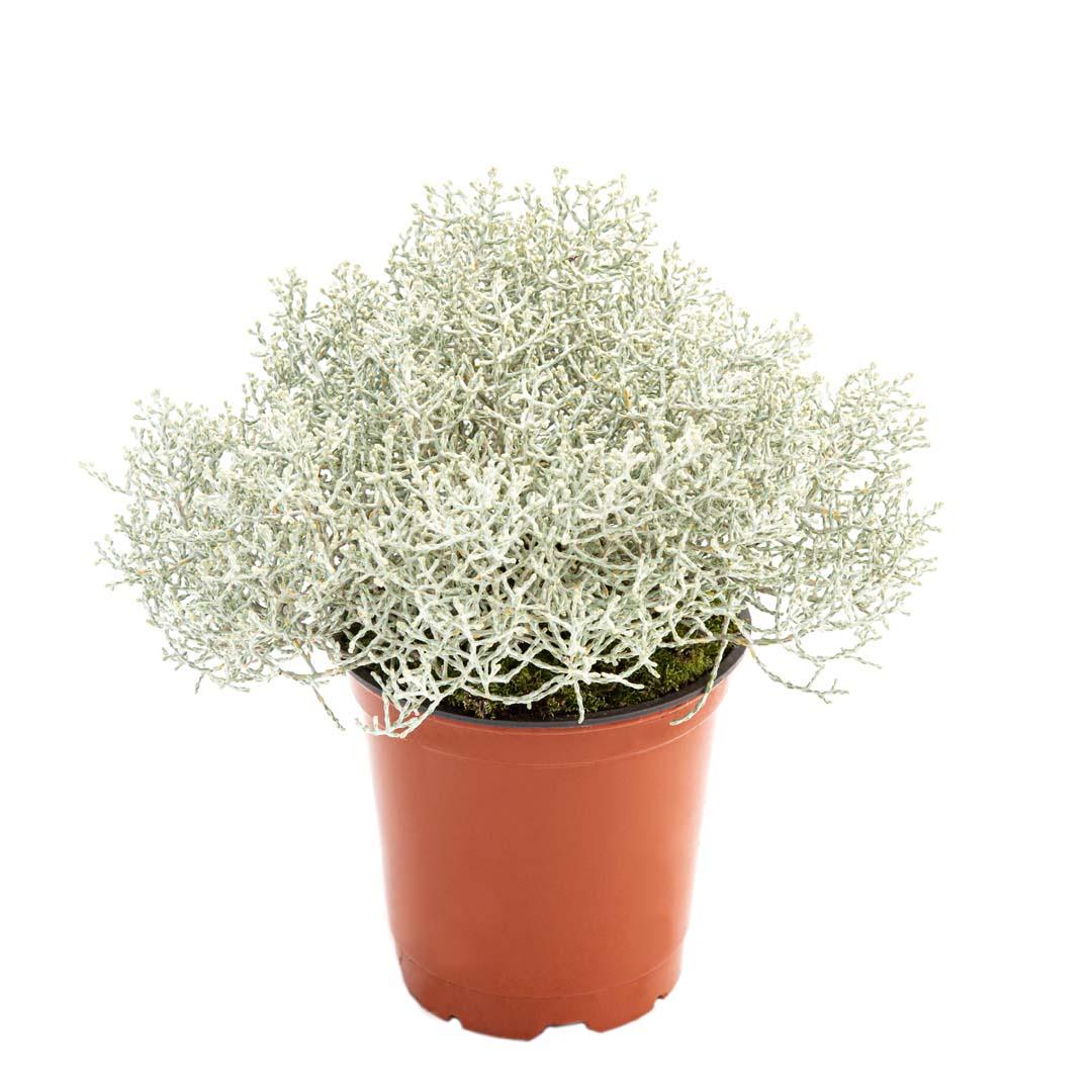 Calluna vulgaris, Galben lemoncitto