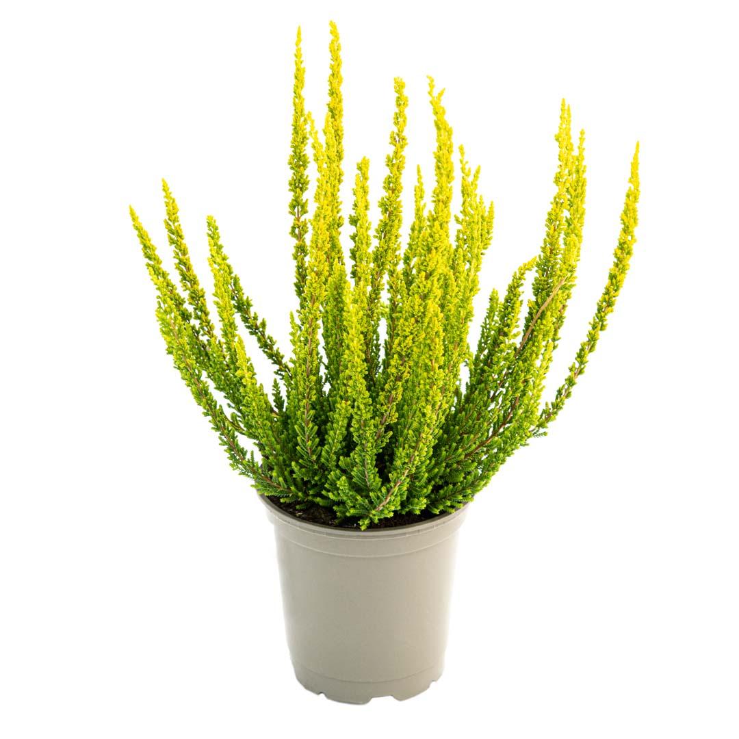 Calluna vulgaris, Galben lemoncitto