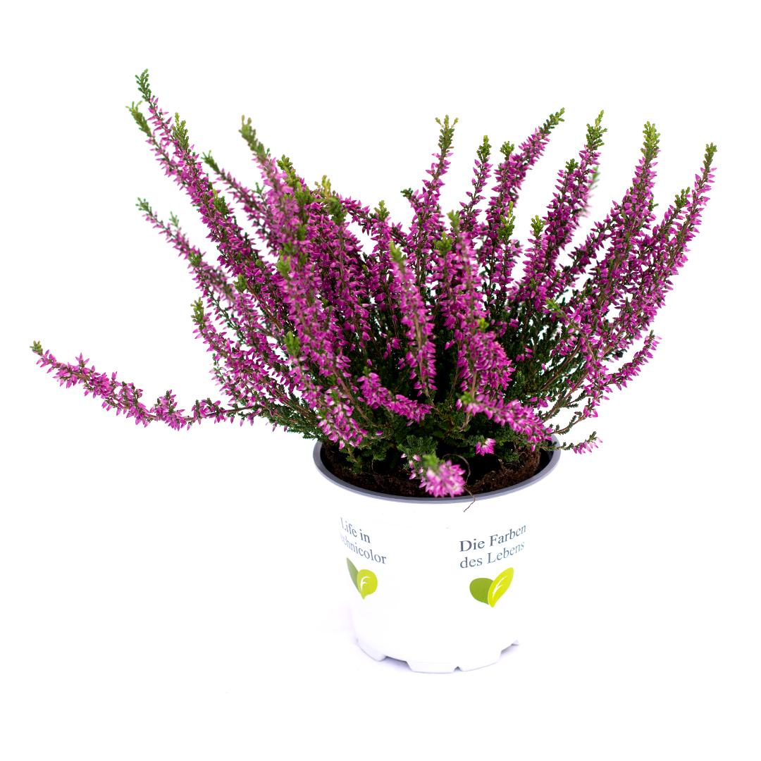 Calluna vulgaris, Galben lemoncitto