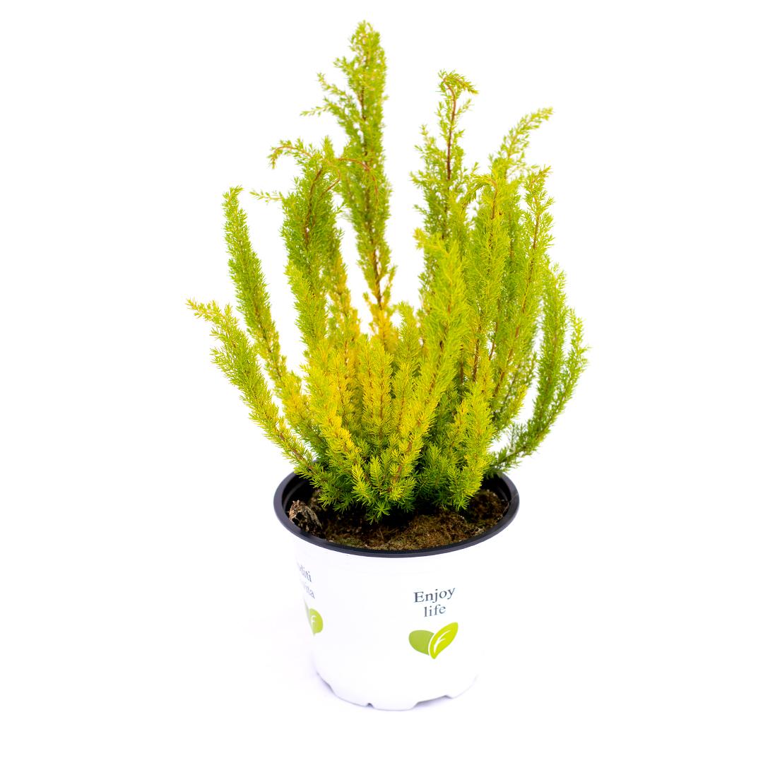 Calluna vulgaris, Galben lemoncitto