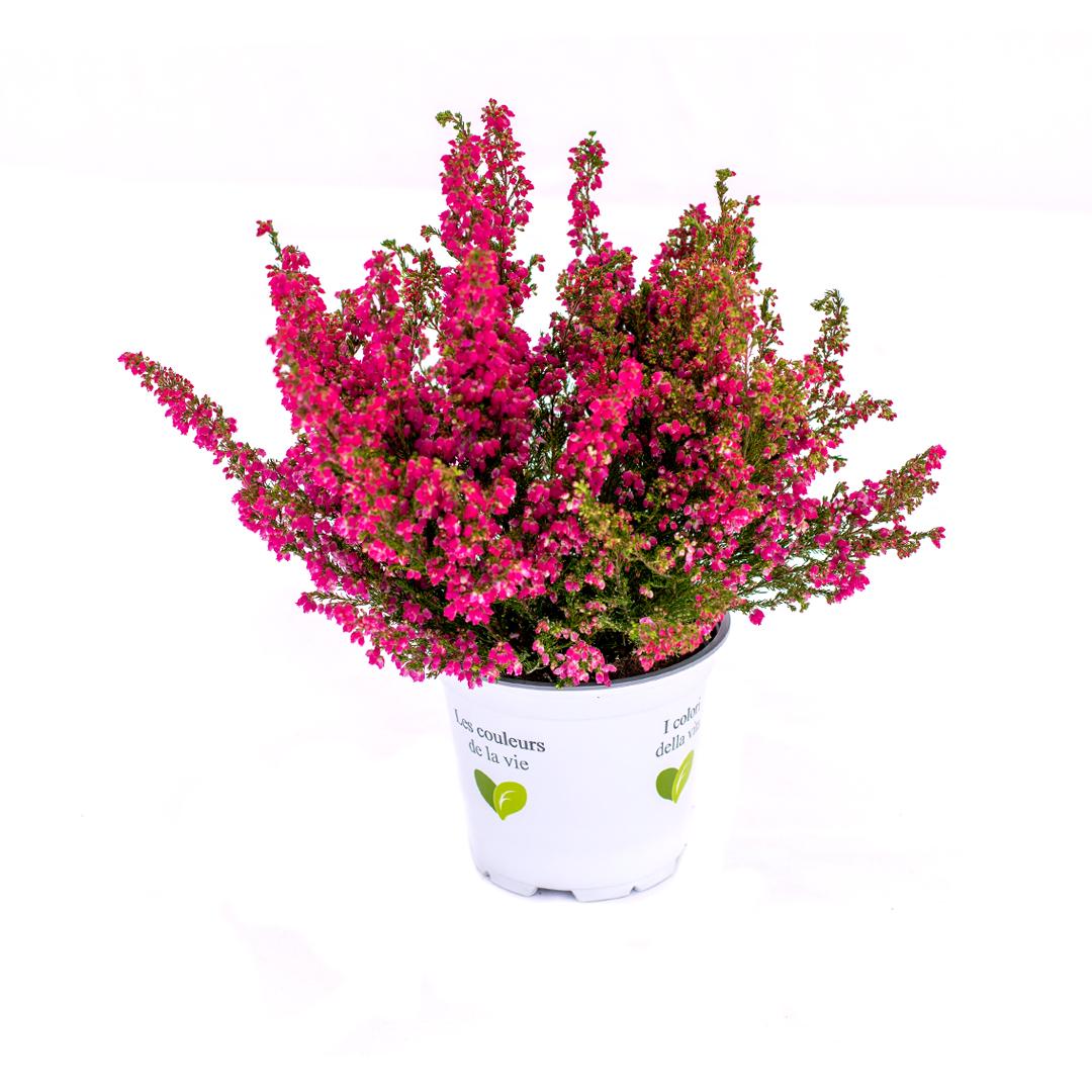 Calluna vulgaris, Galben lemoncitto