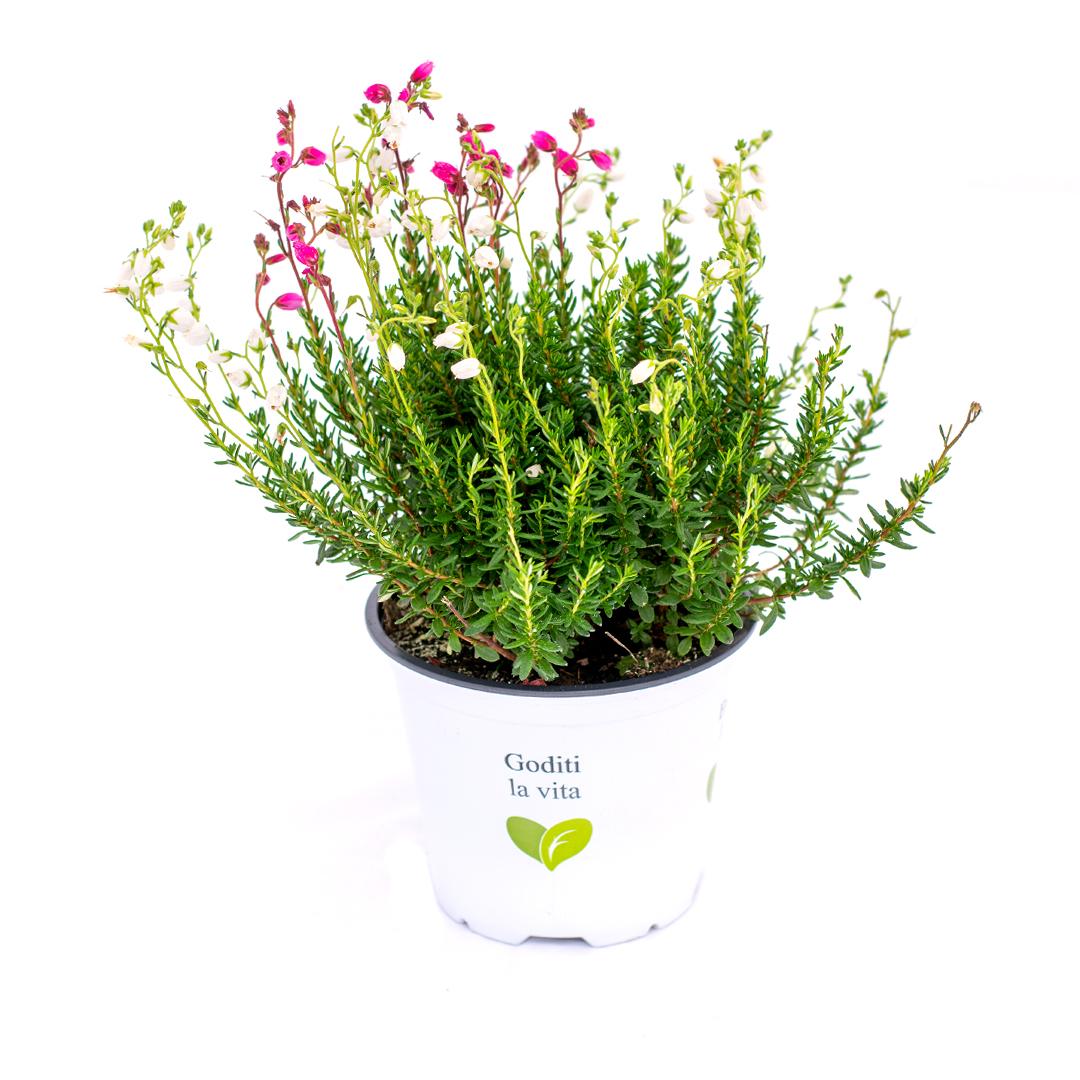 Calluna vulgaris, Galben lemoncitto