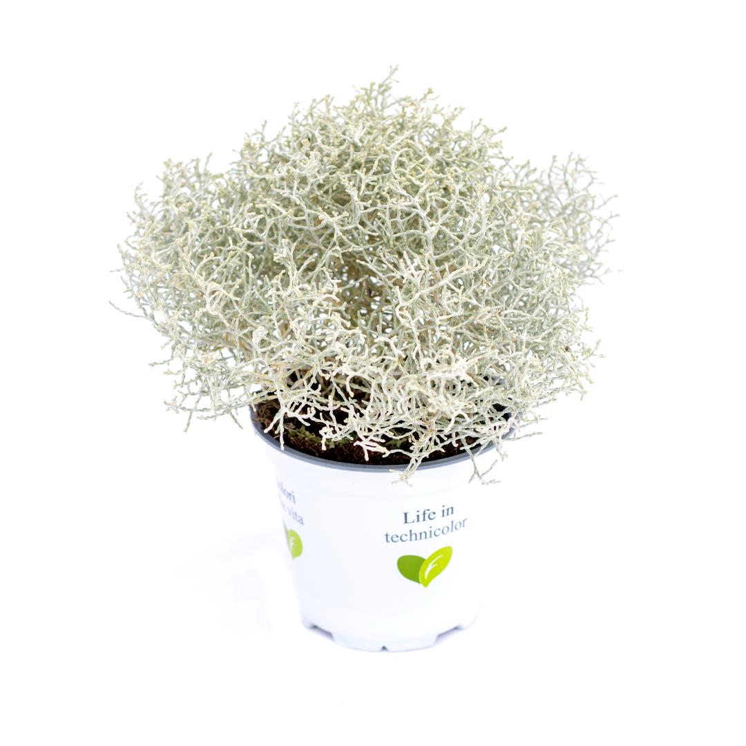 Calluna vulgaris, Galben lemoncitto