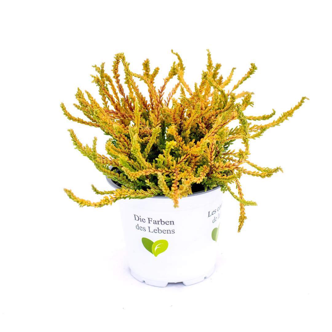 Calluna vulgaris, Galben lemoncitto