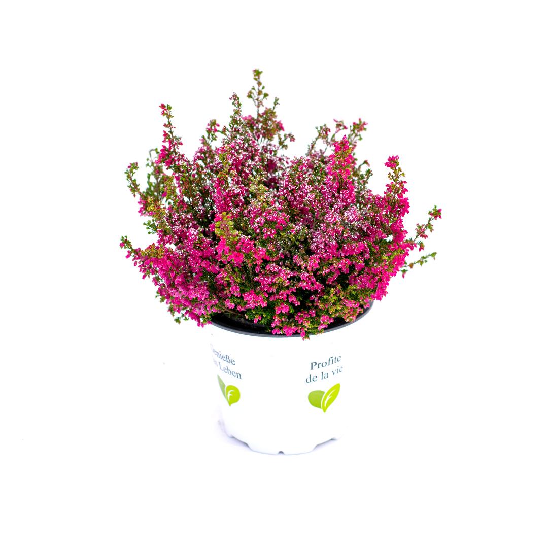 Calluna vulgaris, Galben lemoncitto