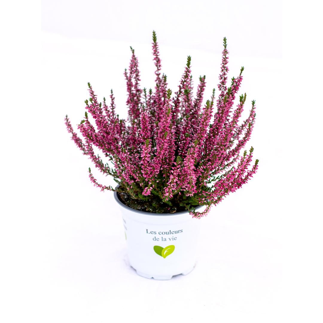 Calluna vulgaris, Galben lemoncitto