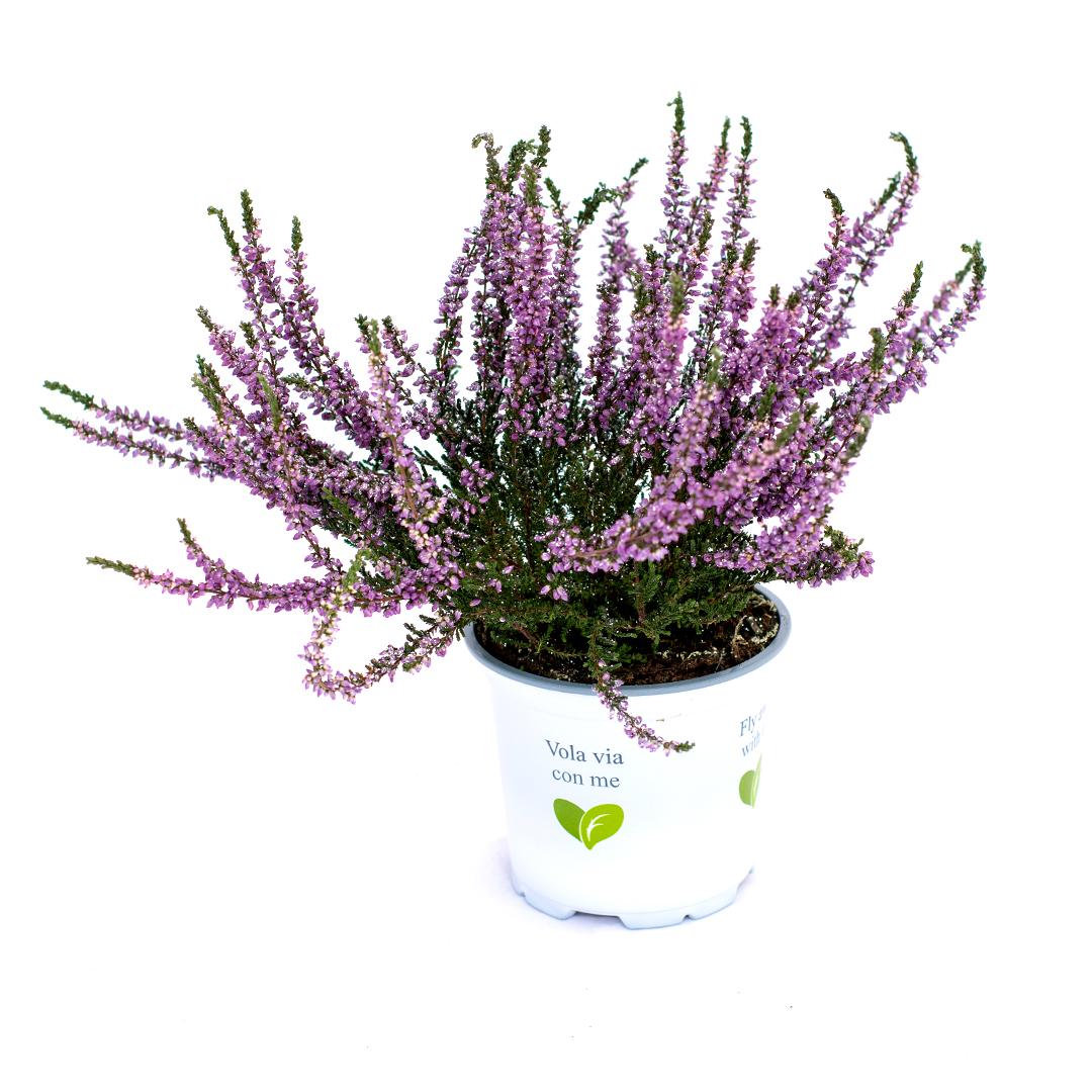 Calluna vulgaris, Galben lemoncitto