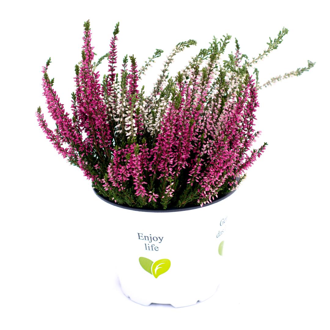 Calluna vulgaris, Galben lemoncitto