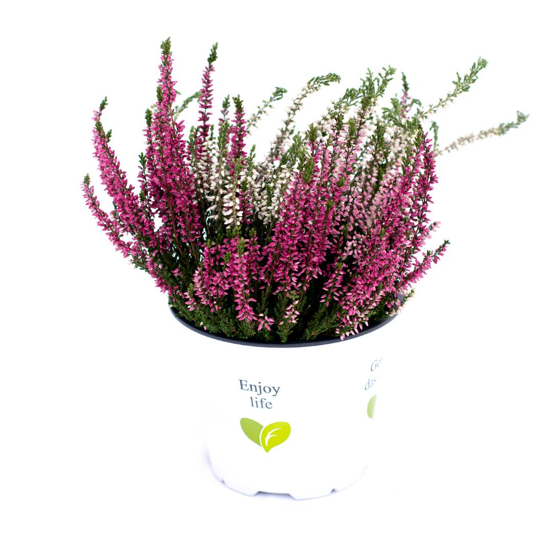 Calluna vulgaris, Galben lemoncitto