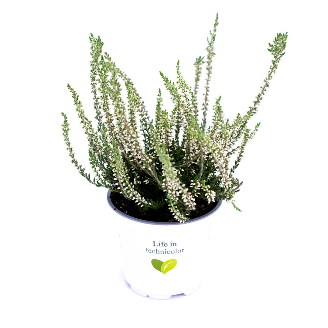 Calluna vulgaris, Galben lemoncitto