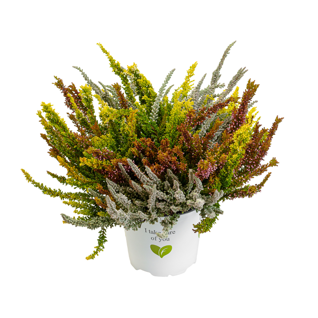 Calluna vulgaris, Galben del Mar