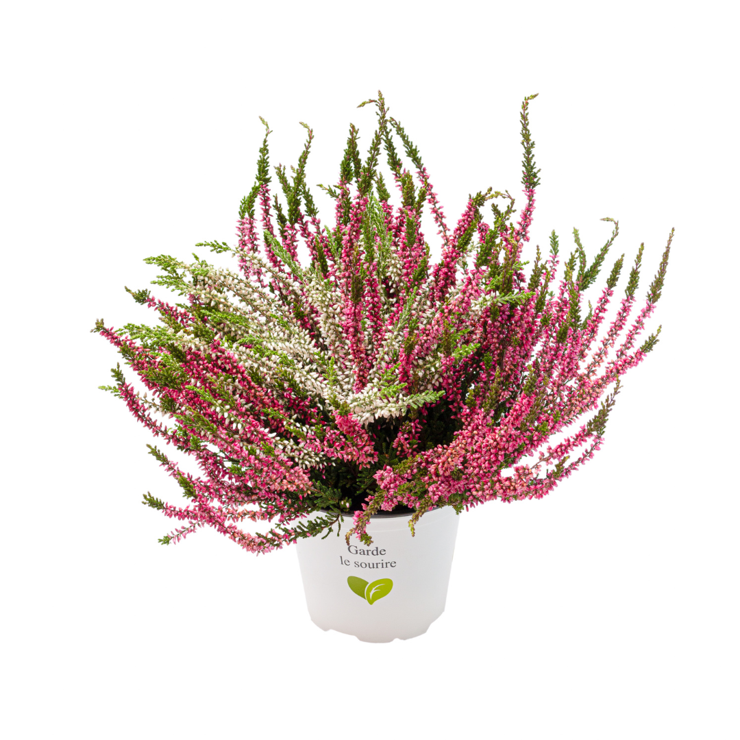 Calluna vulgaris, Galben del Mar