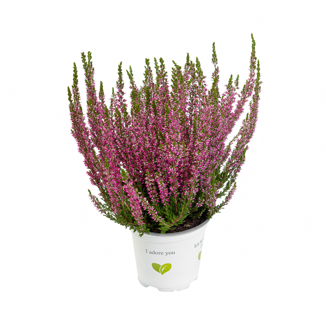 Calluna vulgaris, Galben del Mar