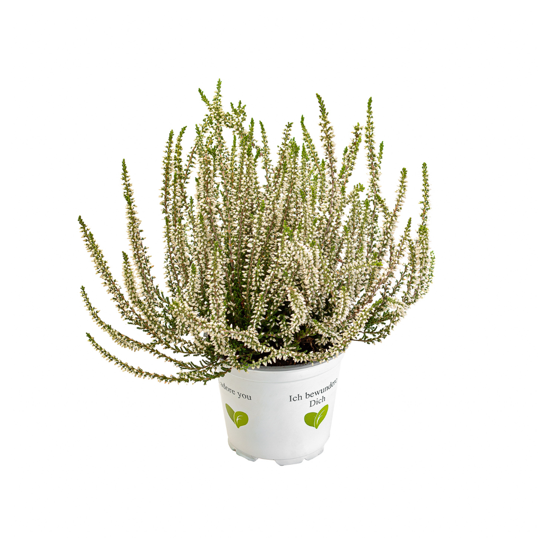 Calluna vulgaris, Galben del Mar
