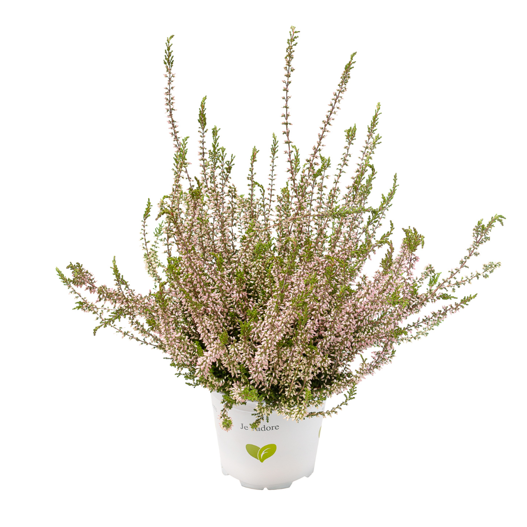 Calluna vulgaris, Galben del Mar