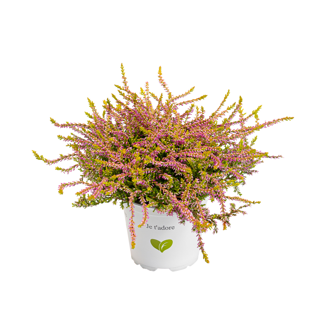 Calluna vulgaris, Galben del Mar
