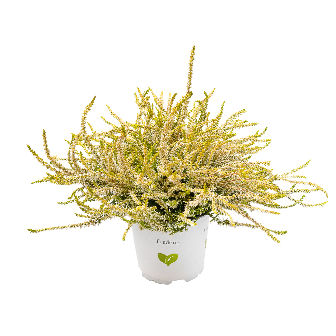 Calluna vulgaris, Galben del Mar