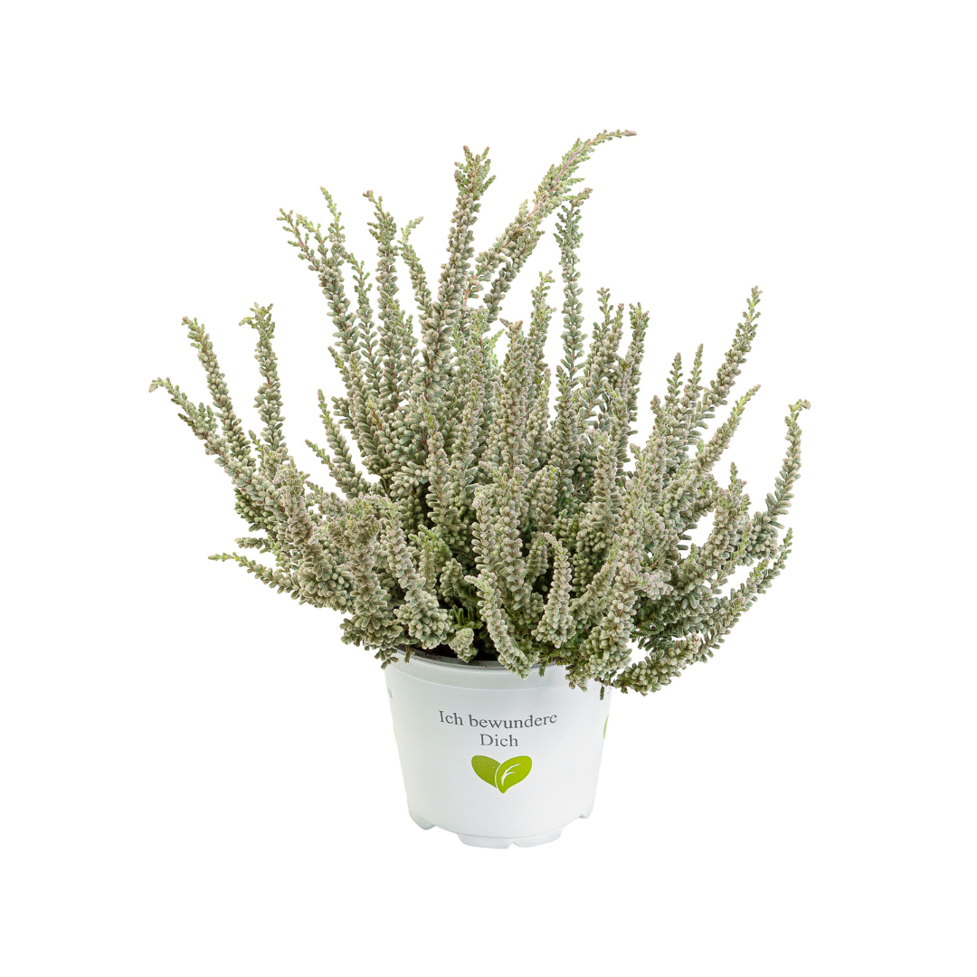Calluna vulgaris, Galben del Mar