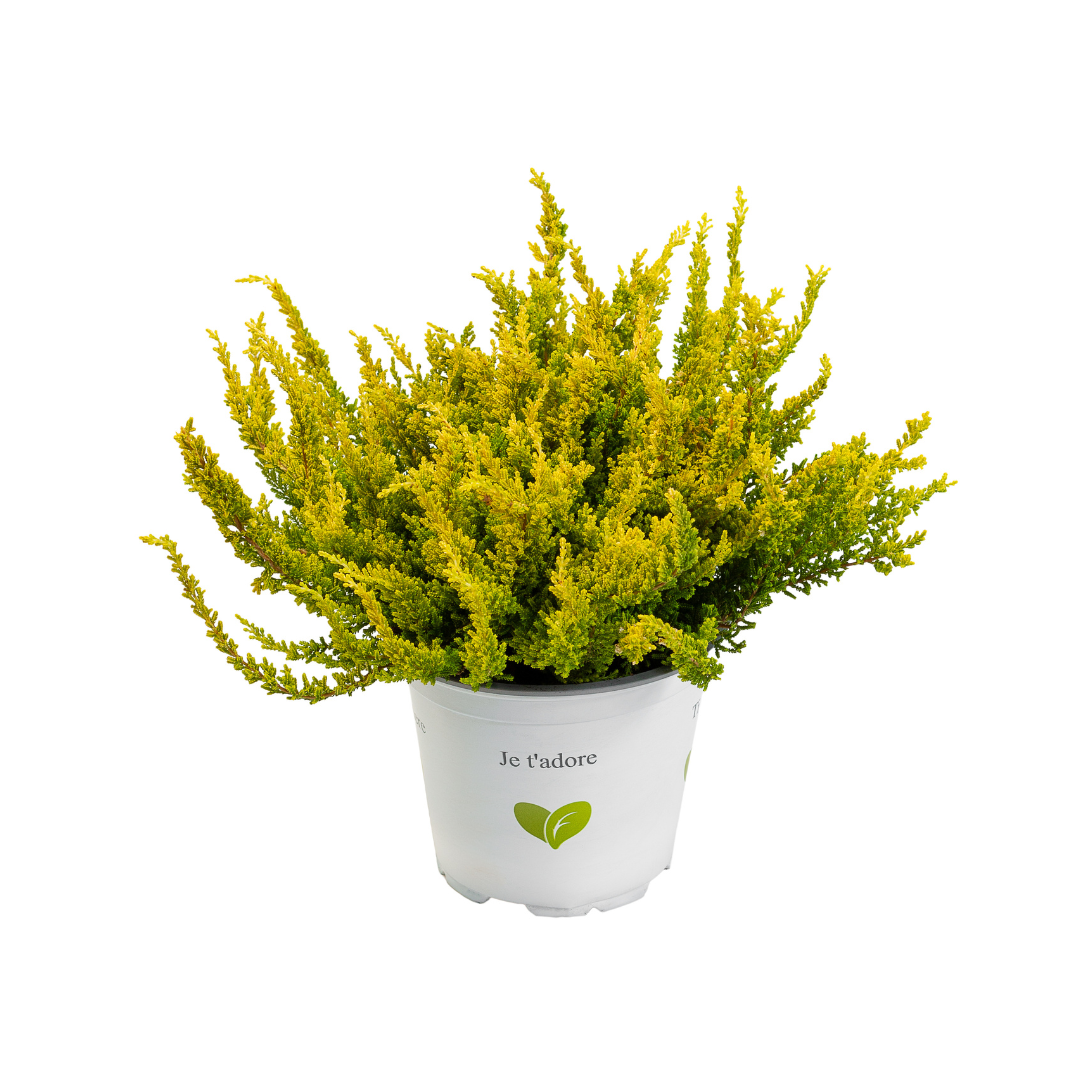 Calluna vulgaris, Galben del Mar