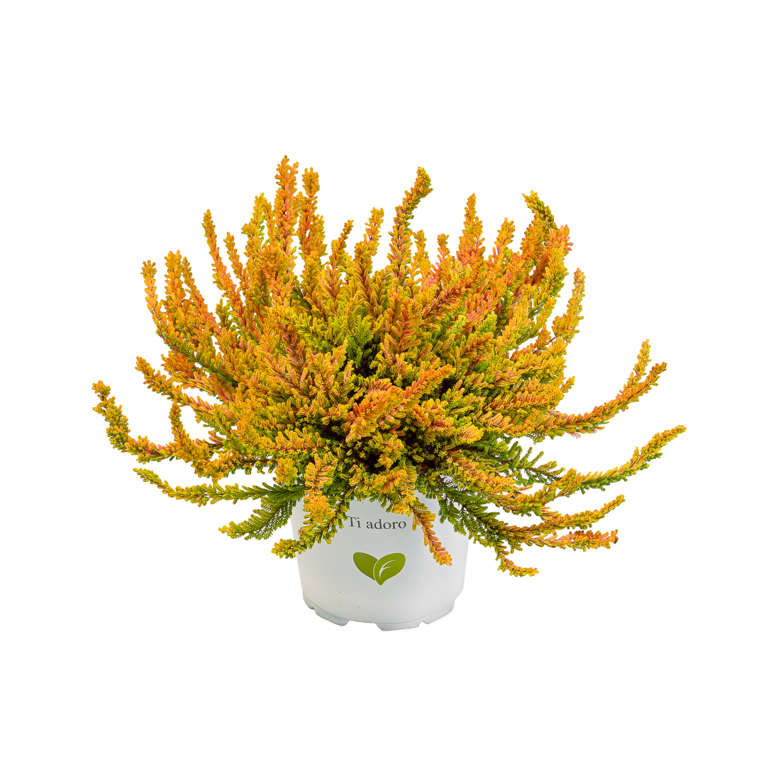 Calluna vulgaris, Galben del Mar