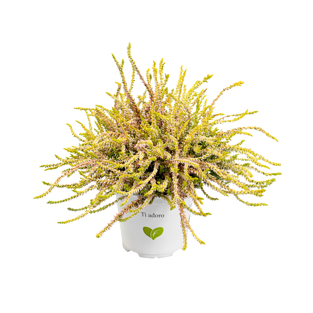 Calluna vulgaris, Galben del Mar