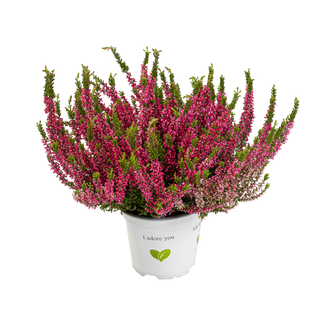 Calluna vulgaris, Galben del Mar