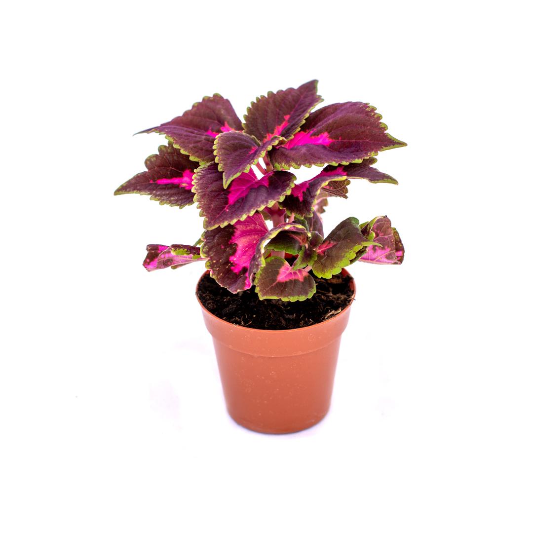 Coleus, Roz granada