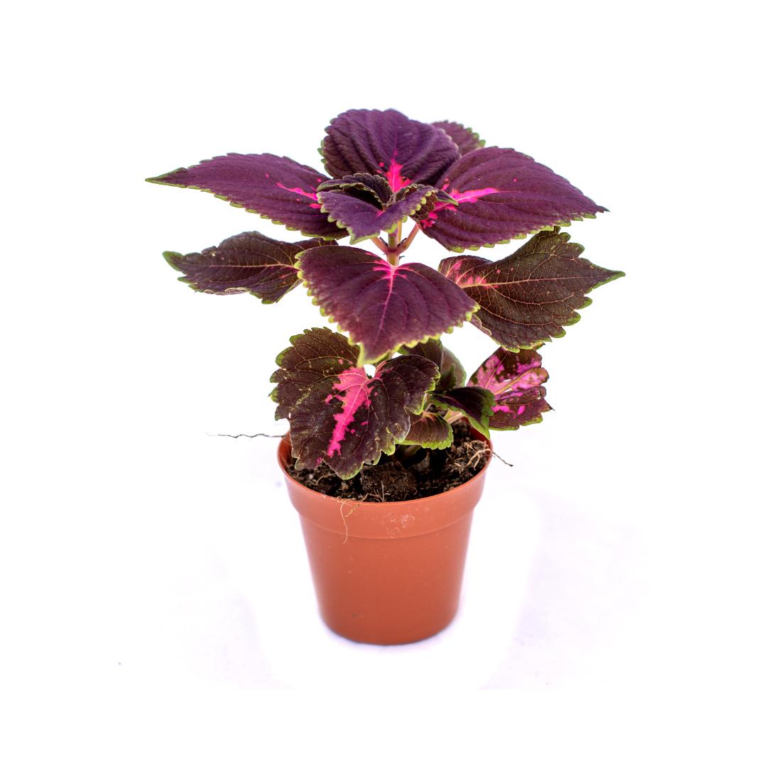 Coleus, Roz granada