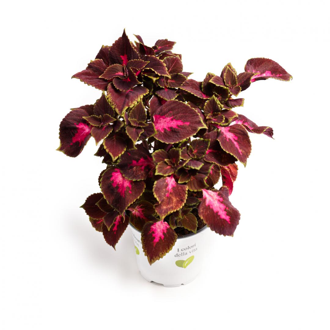 Coleus, Roz granada